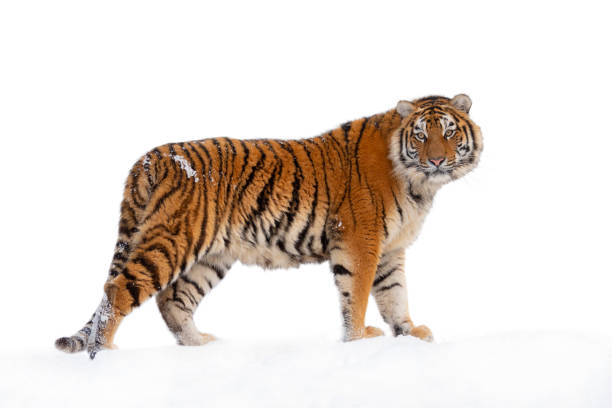 흰색에 고립 된 눈 속에서 걷는 호랑이 - tiger zoo animal awe 뉴스 사진 이미지