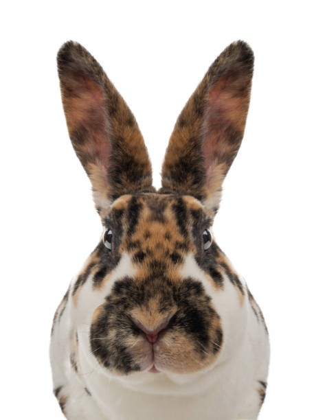 istock portrait spotted rabbit isolated on a white 1313612174