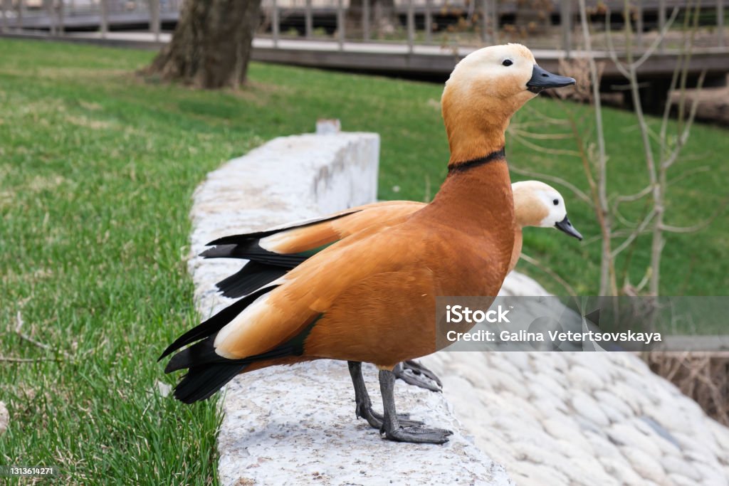 Two ruddy shelduck - Tadorna ferruginea. Wild ducks with bright red feathers in city park. Two ruddy shelduck - Tadorna ferruginea, known in India as Brahminy duck. Wild ducks with bright red feathers in city park. Migratory bird breeding in southeastern Europe and central Asia Animal Stock Photo