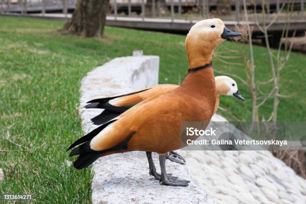 Two Ruddy Shelduck Tadorna Ferruginea Wild Ducks With Bright Red Feathers In City Park Stock Photo - Download Image Now