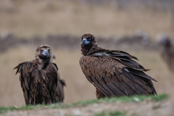 istock Cinereous Vulture 1313615997