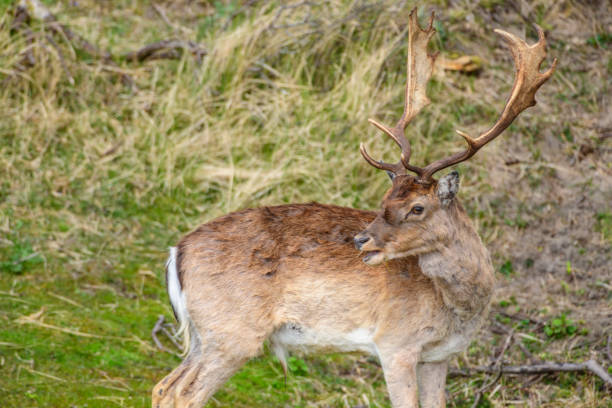istock Fallow deer stag feeding in the dunes during a beautiful springtime day 1313616209