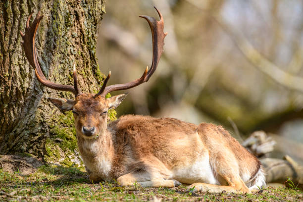 istock Fallow deer stag resting in a forest during a beautiful springtime day 1313616255