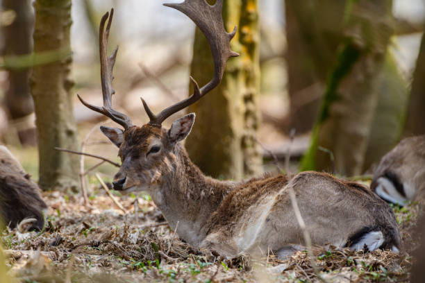 istock Fallow deer stag resting in a forest during a beautiful springtime day 1313617011