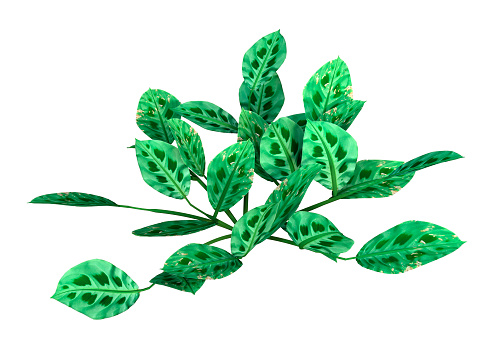 3D rendering of a Maranta leuconeura or prayer plant isolated on white background