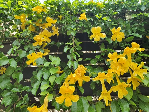 Dolichandra unguis-cati, flores amarillas en forma de cuerno Características son vides de muchos años de antigüedad. Es nativa de Centroamérica de Sudamérica. photo