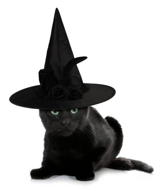 istock Black cat witch scary with spooky hat funny conceptual image 1313618434