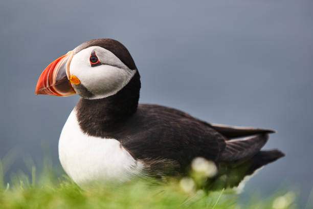 istock Puffin on Mykines cliffs and atlantic ocean. Faroe birdlife 1313618978