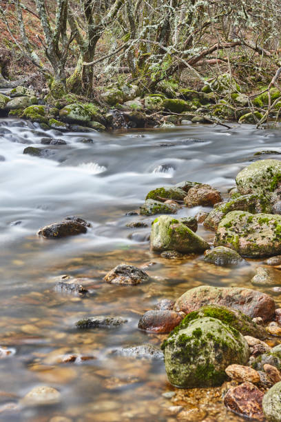 istock Forest and creek with silk effect. Lozoya river in Madrid. 1313619002