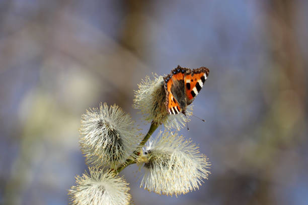 istock European small tortoiseshell butterfly on pussy willow 1313619764