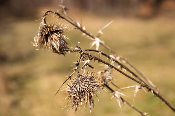 istock Dry thistle in the field in the spring season. 1313621073