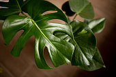 monster-blume-in-einem-gro%C3%9Fen-topf-auf-dem-fenster-blumen-und-pflanzen-f%C3%BCr-zu-hause-monstera.jpg?b=1&s=170x170&k=20&c=XA4S1QAa4LUrrMVSGkjbNhowf8nav5hCUIEbKMW-_78=