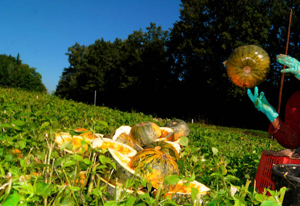 istock pumpkin harvest on pumpkin field 1313621582
