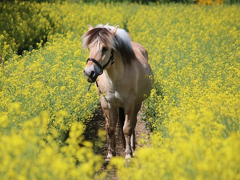 beautiful fjord horse portrait in a rape seed field
