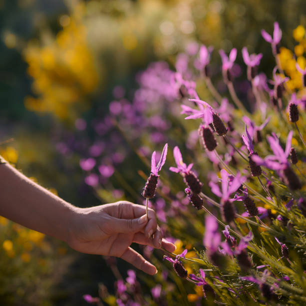 Girl picking up purple lavender flowers with yellow flowers background