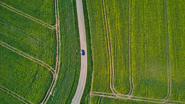 Car travelling on minor rural road between oilseed rape fields, North Yorkshire, England, Britain