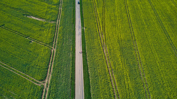 istock Car and cyclists travelling on minor rural road between oilseed rape fields, North Yorkshire, England, Britain 1313624244