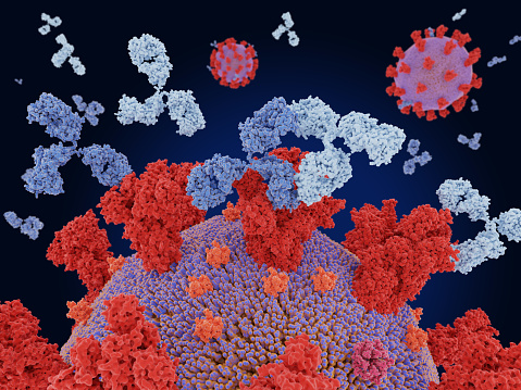 Unión terapéutica de cócteles de anticuerpos monoclonales a coronavirus para conferir protección contra el SRAS-CoV-2. photo