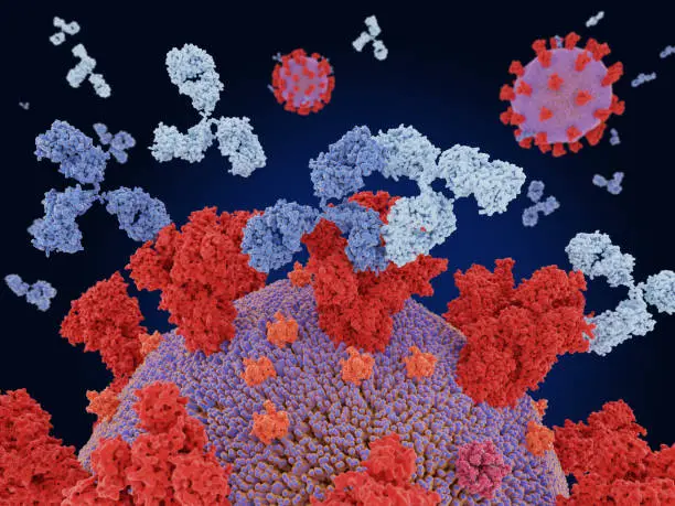 Two different therapeutic monclonal antibodies bind at different antigenic sites of the coronavirus spike protein. They can confer synergistic protection agains SARS-CoV-2. Source: PDB entry 7cwn. Yao; H. et al.; (2021) Cell Res 31: 25-36.