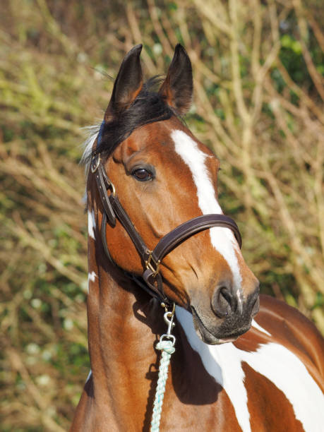 istock Beautiful Skewbald Horse in Headcollar 1313624308