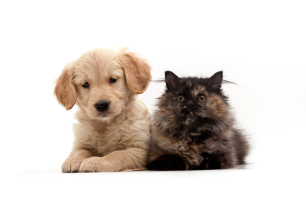 istock Three colors beautiful cat and golden retriever dog, on white 1313624708
