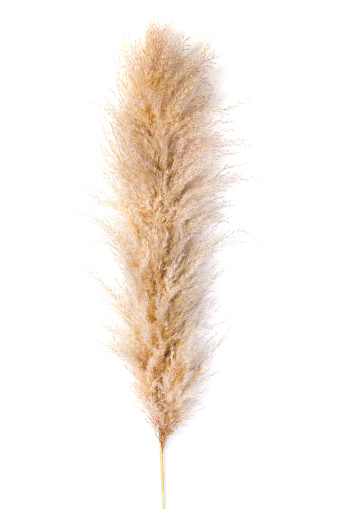 Pampas grass on white isolated background. Cortaderia selloana. Top view. Copy space.