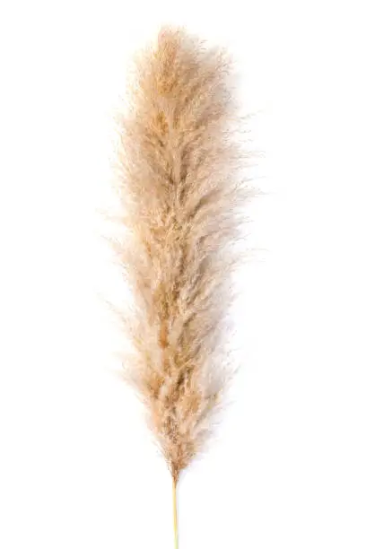 Photo of Pampas grass on white background