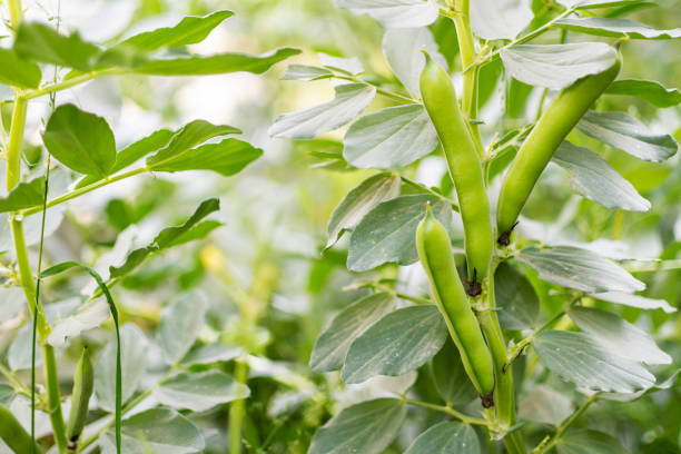 orgánico y saludable amplio ha sido - soybean fava bean broad bean bean fotografías e imágenes de stock
