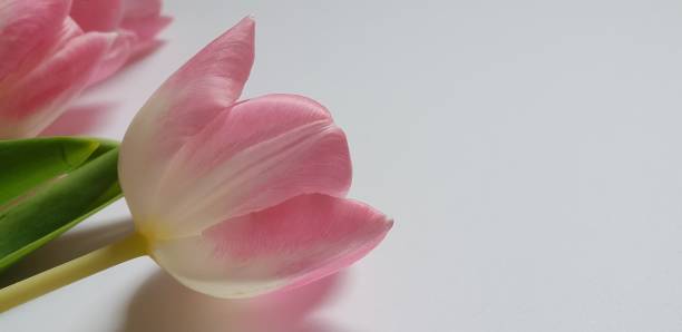 istock Delicate Fresh Pink Tulips on a Grey Background 1313626264