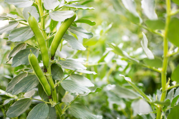 orgánico y saludable amplio ha sido - soybean fava bean broad bean bean fotografías e imágenes de stock
