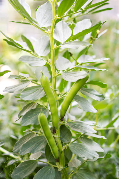 bio und gesund breit - soybean fava bean broad bean bean stock-fotos und bilder