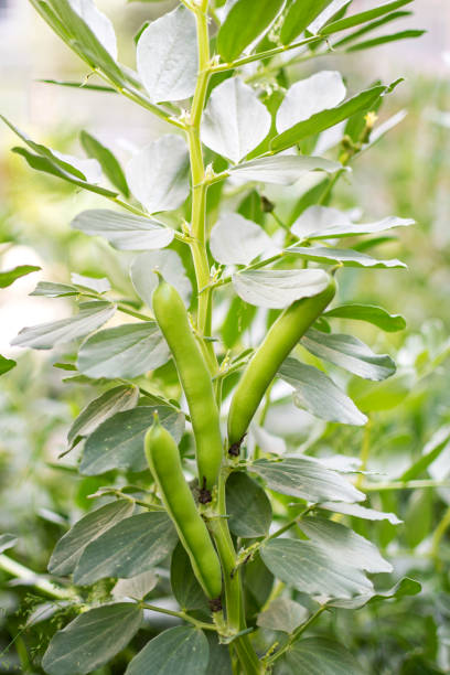 orgánico y saludable amplio ha sido - fava bean broad bean vegetable bean fotografías e imágenes de stock