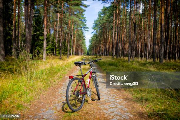 Holidays In Poland Bicycle Trip Through The Pisz Forest Stock Photo - Download Image Now