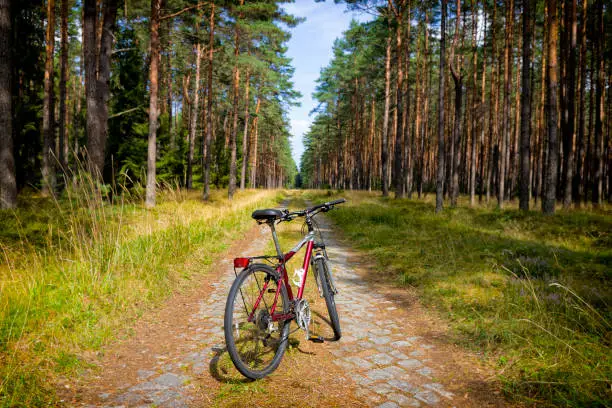 Holidays in Poland - bicycle trip through the Pisz Forest