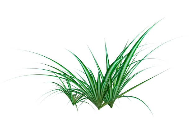 istock 3D illustration chlorophytum plant on white 1313629689