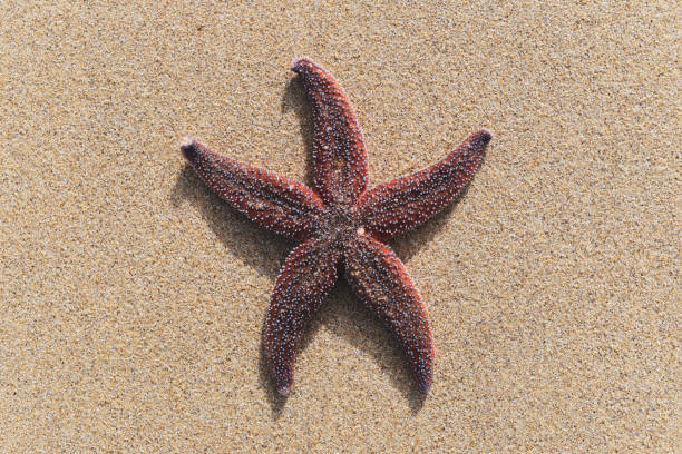 istock Colorful starfish lying on sand with copy space. 1313630339