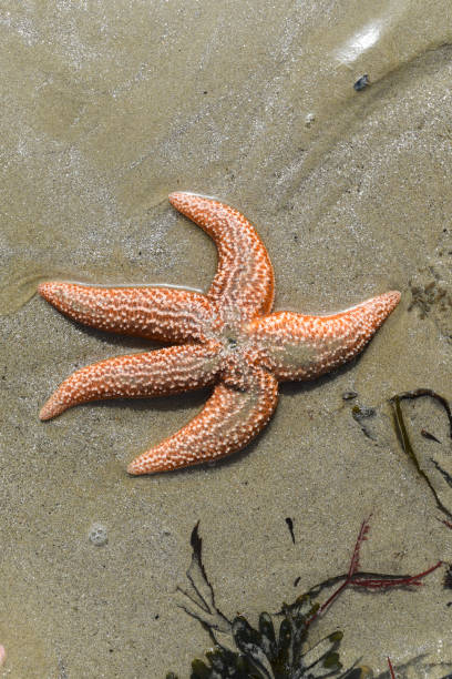 istock A starfish in a strange position on a beach or on rocks, looking dead. 1313630344