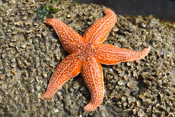 Photo of A starfish in a strange position on a beach or on rocks, looking dead.