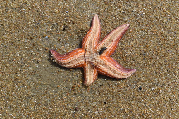 istock A starfish in a strange position on a beach or on rocks, looking dead. 1313630468