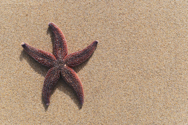 istock Colorful starfish lying on sand with copy space. 1313630513