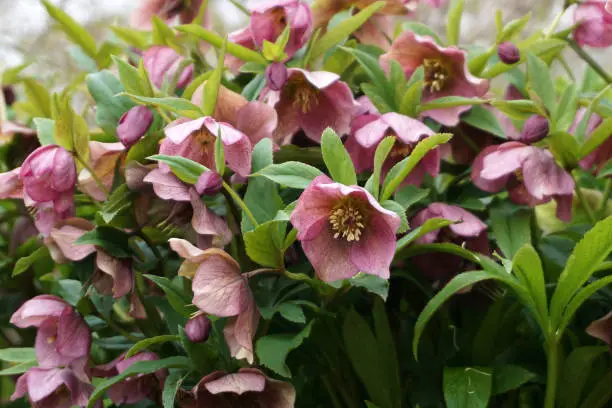 Hybrid Lenten Rose (Helleborus orientalis) in bloom in spring