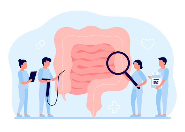 Gut organ medical checkup, health intestine and digestive. Doctor examining gastrointestinal tract. Medical gut disease treatment. Vector illustration Gut organ medical checkup, health intestine and digestive. Doctor examining gastrointestinal tract. Medical gut disease treatment. Vector digestive illness stock illustrations