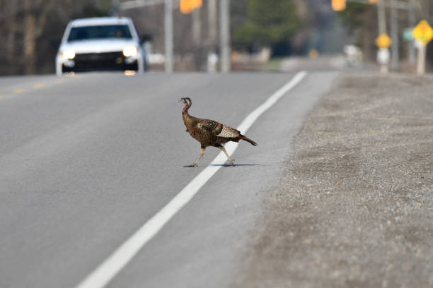 istock Wild turkey crossing paved road 1313631881