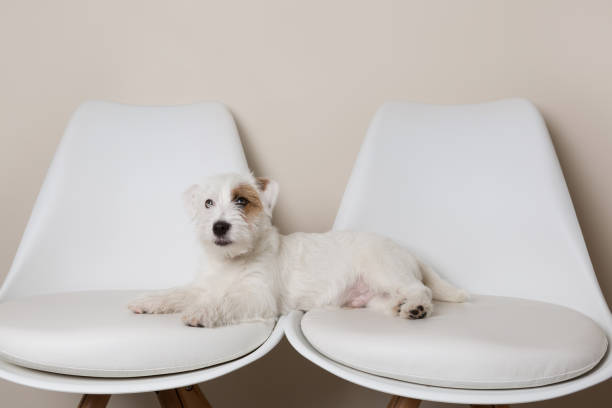 istock white small dog, jack russell terrier, lies on two white chairs, standing side by side 1313632337