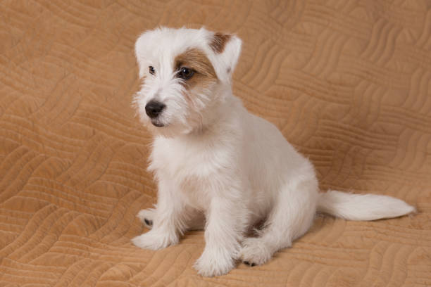 istock funny white puppy, jack russell terrier, sitting on a brown blanket 1313632373