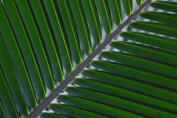 istock Palm green leaves in nature, beautiful texture 1313633556