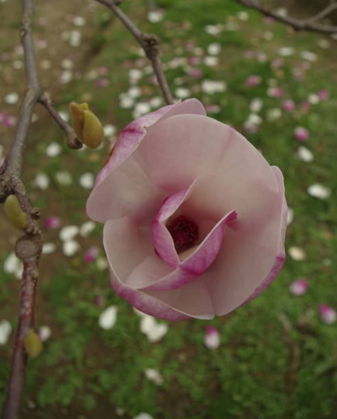 istock A single pink and white magnolia blossom 1313634380