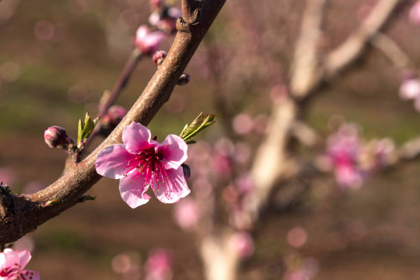istock Pink flowers of nectarine tree close-up on blurred background 1313634610