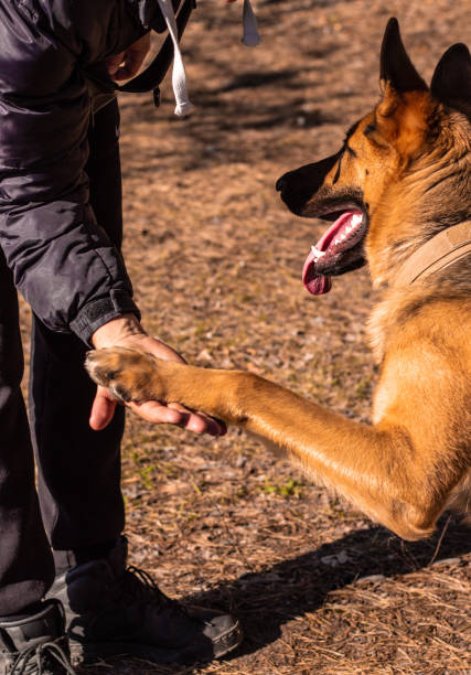 istock German Shepherd gives a paw on command to its owner. Pet training in the spring forest 1313634802