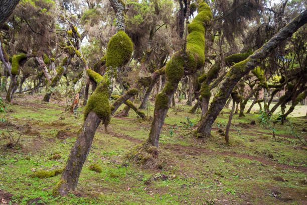istock Harenna Forest biotope in Bale Mountains, Ethiopia 1313634821